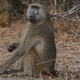 A hybrid baboon at Kafue National Park in Zambia. These baboons inspired the fecal DNA sequencing work. Image: Kenneth Chiou